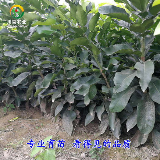 金堂县红心柚苗  红心蜜柚苗