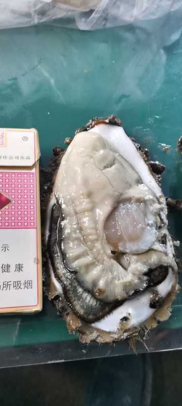 唐山北海生蚝 肥蚝