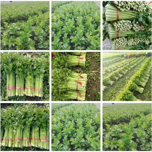 惠民县法国皇后芹菜  万亩优质芹菜大量供应，质优价廉，保质保量！