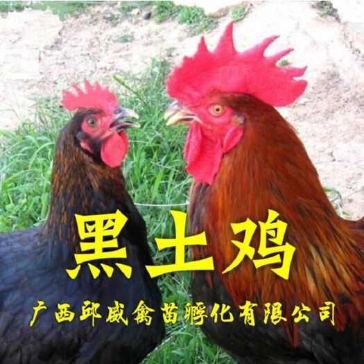 贵阳 黑土鸡二鸡苗，黑土鸡苗，全国发货包打疫苗