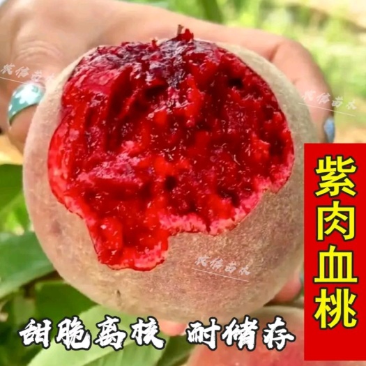 平邑县【现挖现发】紫肉血桃苗:口感甜，产地直销包邮