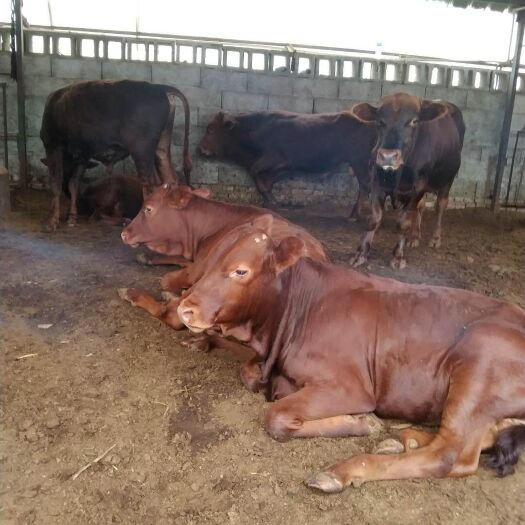 梁山县 肉牛