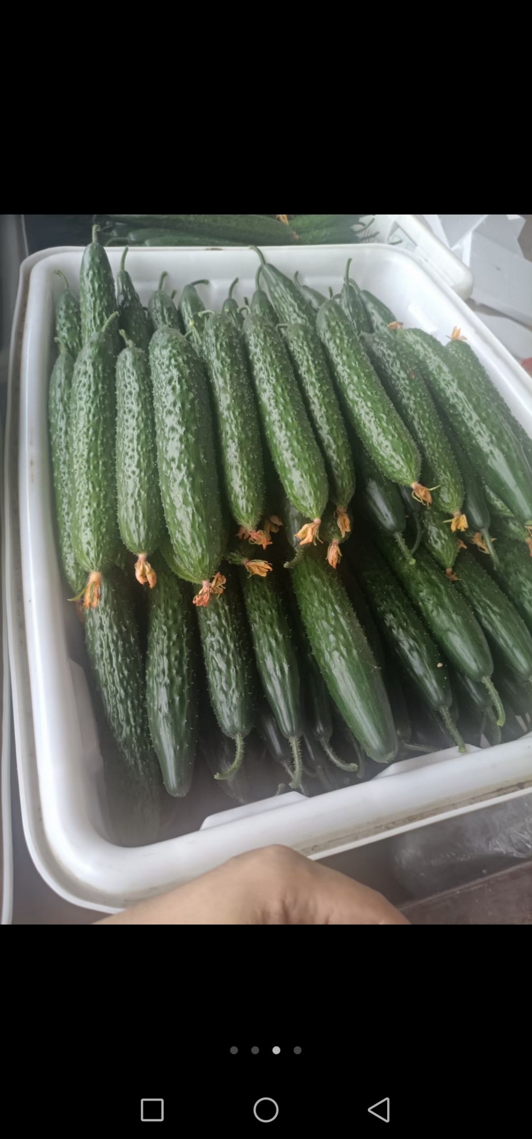 密刺黄瓜 25~35cm