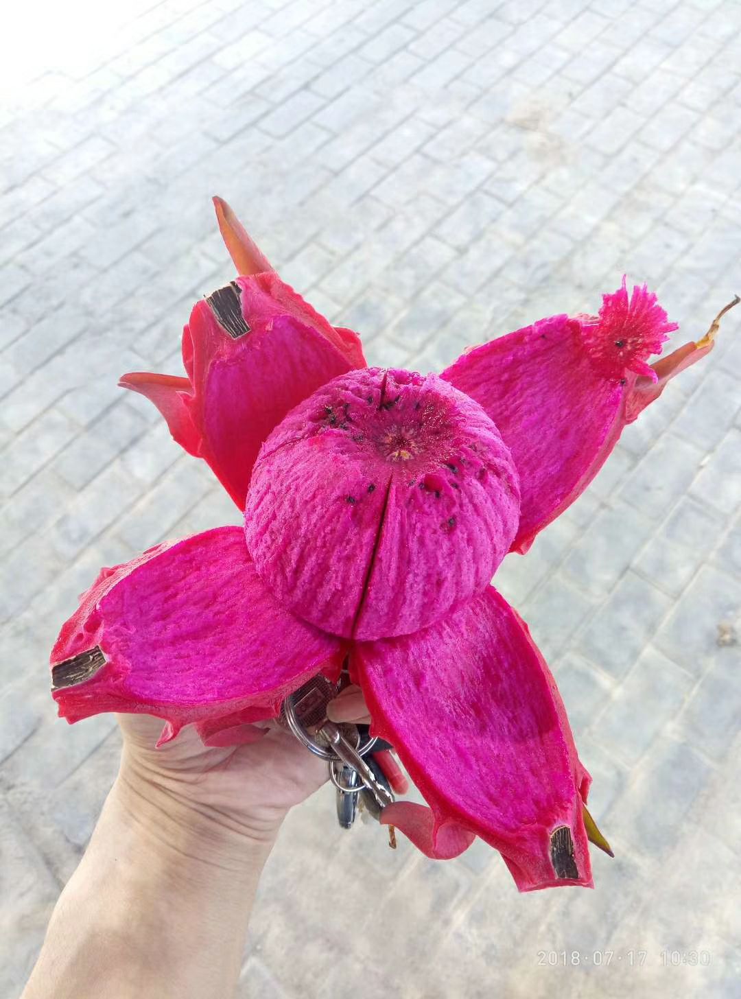  红心火龙果新鲜白心水晶整箱批发红肉优惠超甜水晶水果贺兰山东