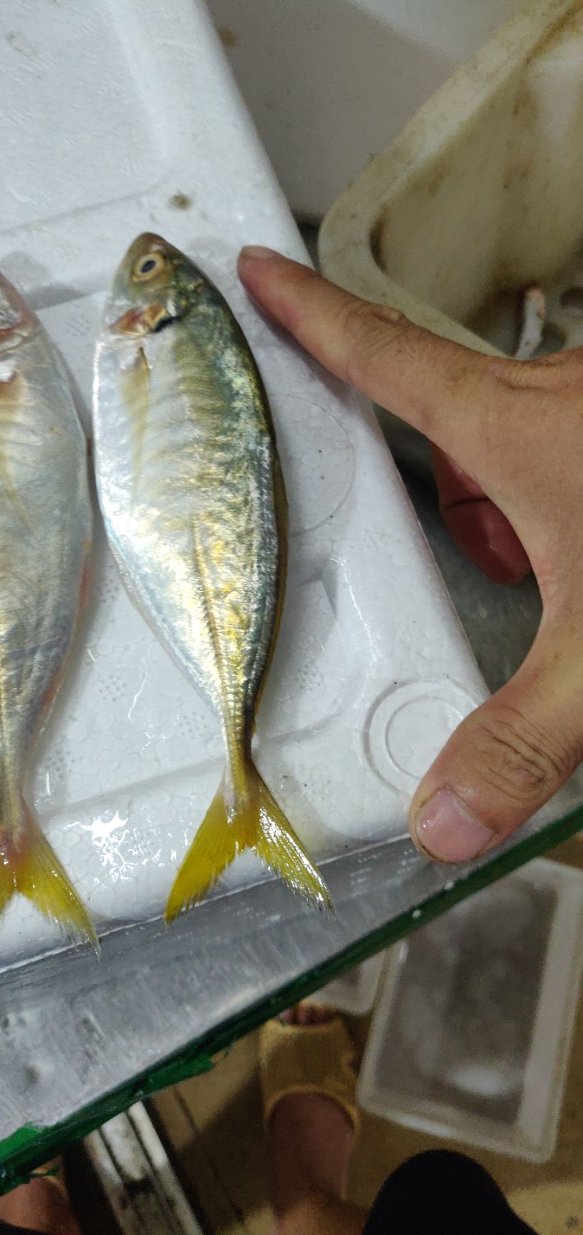 冷冻黄尾鱼 北海黄尾，便宜过青菜