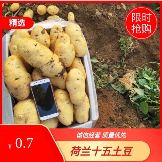 呼伦贝尔尤金，兴佳，荷兰，黄金薯黄皮黄心土豆大量出售