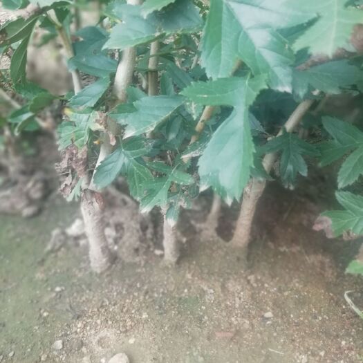泰安大果山楂苗 山楂苗，品种齐全，基地直供