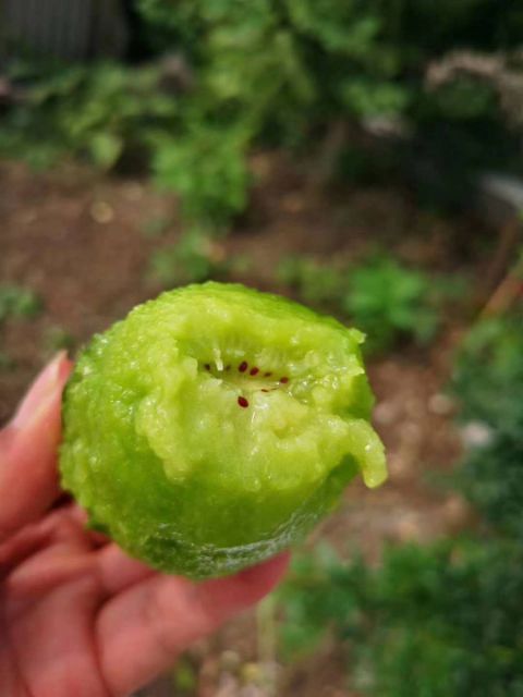 翠香猕猴桃  收获的季节，收获的人，