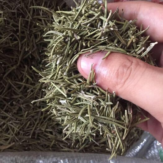 汝州市中药材迷迭香 迷迭香干叶