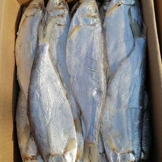 滨州白鳞鱼一款自身带油性的咸鱼，新货新到家，采用传统工艺腌制
