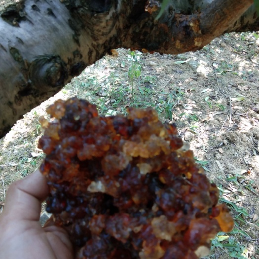 炎陵县食用桃胶  天然老树，干净无暇茈
