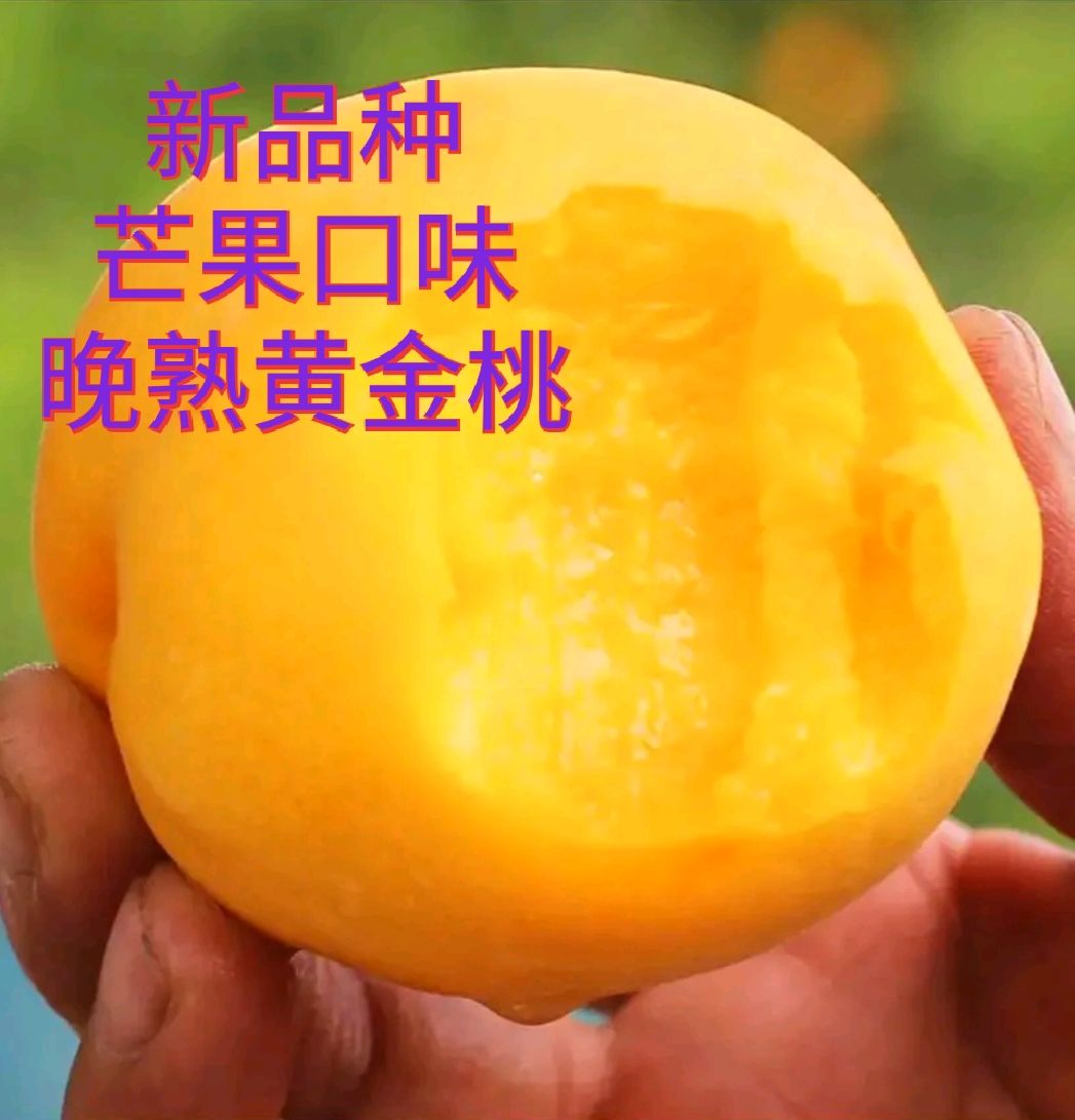 【现挖现发】芒果口味黄桃树苗:包品种产地直销包邮