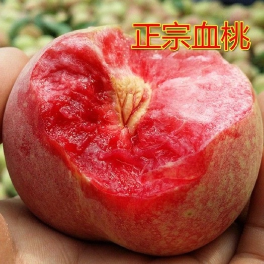 平邑县血桃苗品种嫁接苗基地签约保真死苗补发 技术指导