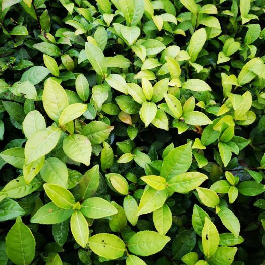 福安市 金观音茶苗种苗扦插苗茶绿茶植株1000全国直销顺丰包邮
