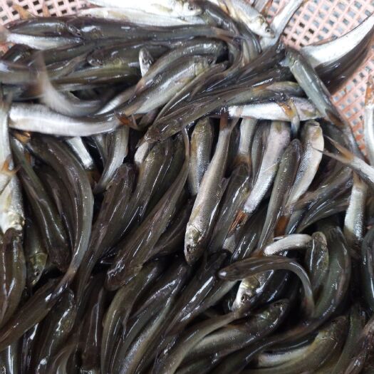 重庆市银鳕鱼苗 热销鳕鱼大鳞肥 鱼场批发直供 提供技术指导售后无忧