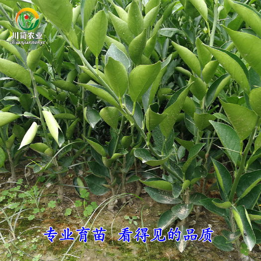 金堂县塔罗科血橙苗  塔罗科血橙8号树苗