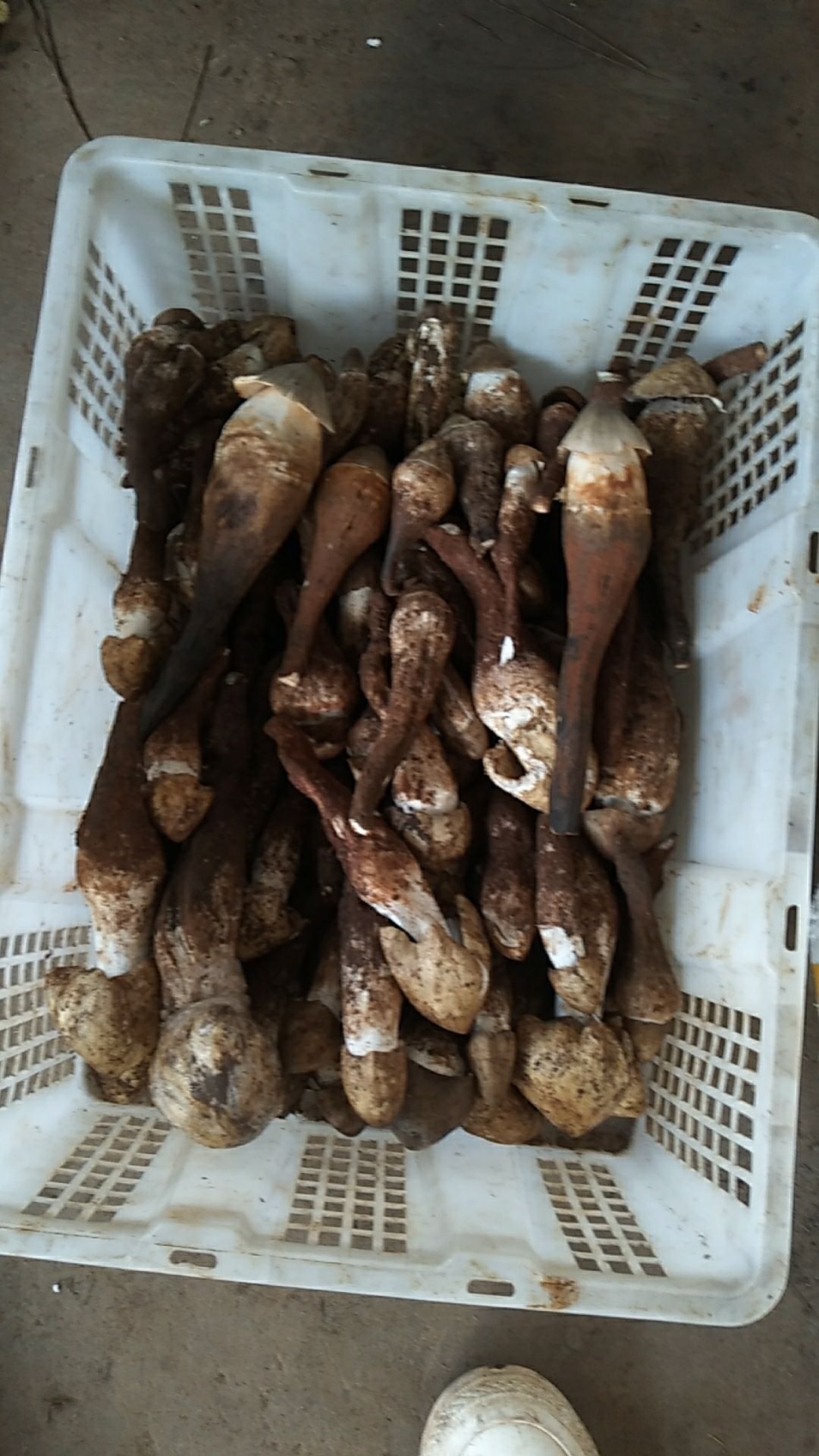 鸡枞菌蛮鸡