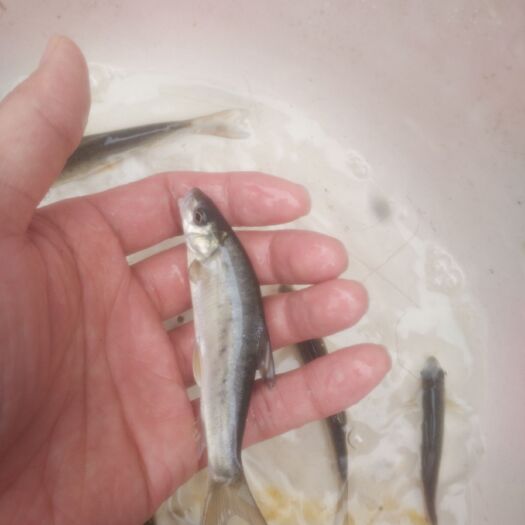 峨眉山市雅鱼苗 又名细鳞鱼冷水鱼 鱼场批发直供 包技术指导包运输