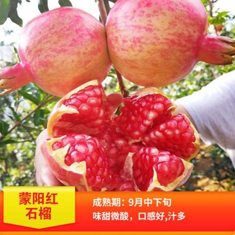 平邑县石榴苗蒙阳红石榴苗突尼斯软仔石榴河阴石榴基地签约发
