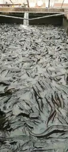 磁县 鲶鱼