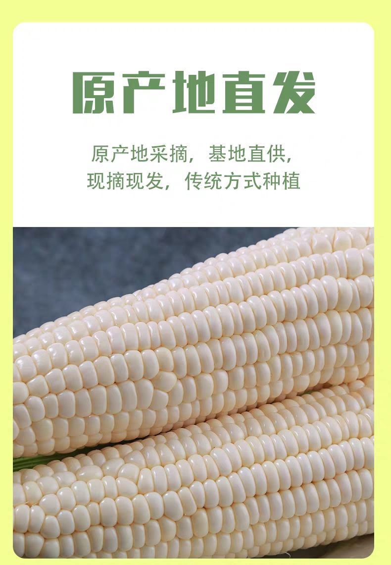 【坏了包赔】水果玉米新鲜玉米现摘农家玉米棒新鲜现摘