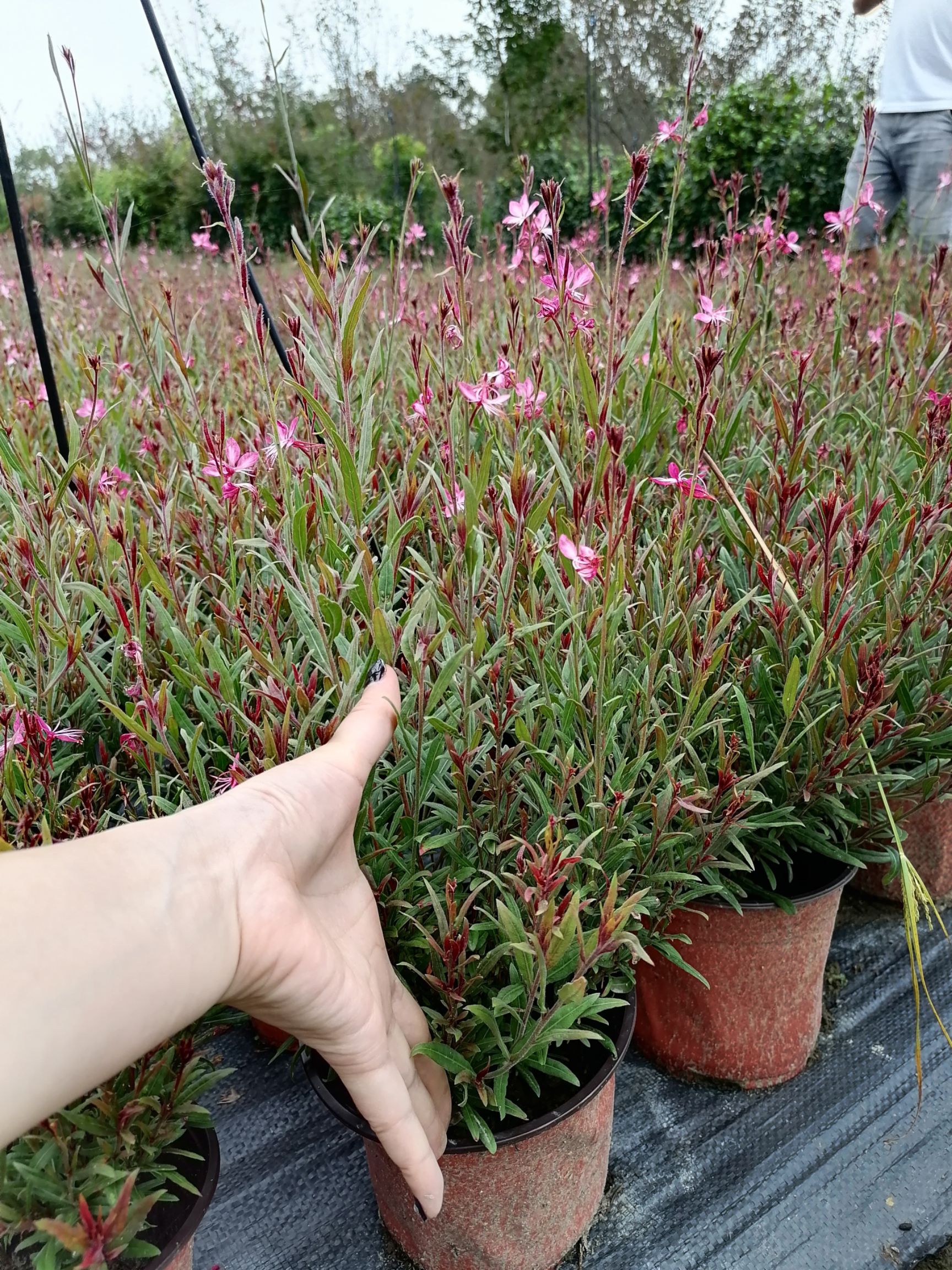  千鸟花（红叶红花） 千鸟花盆花出售  工程货千鸟花出售 量大