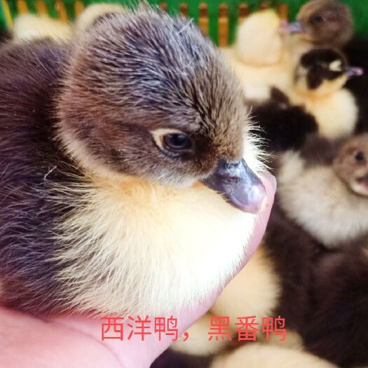 南宁 番鸭苗，脱温苗，有需要的请联系