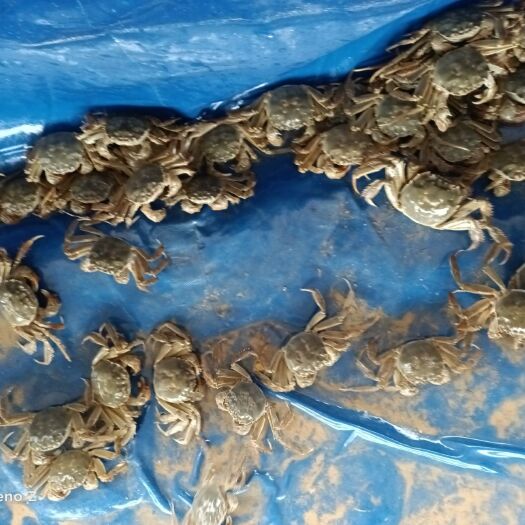 准格尔旗 精品大闸蟹