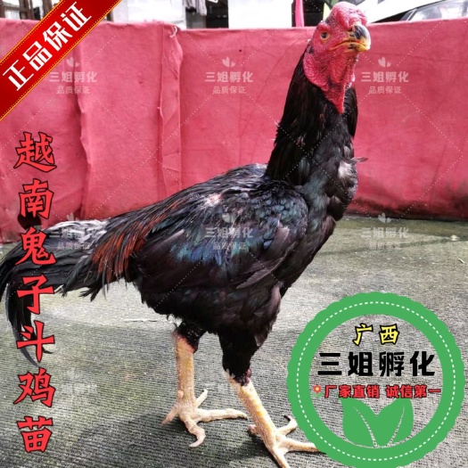 南宁越南鬼子斗鸡苗-纯种斗鸡苗