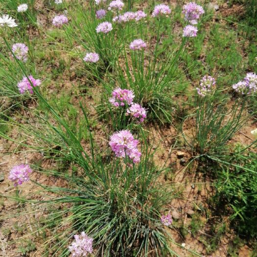 东乌旗麻麻花 天然摘蒙花