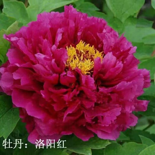 菏泽 牡丹洛阳红
