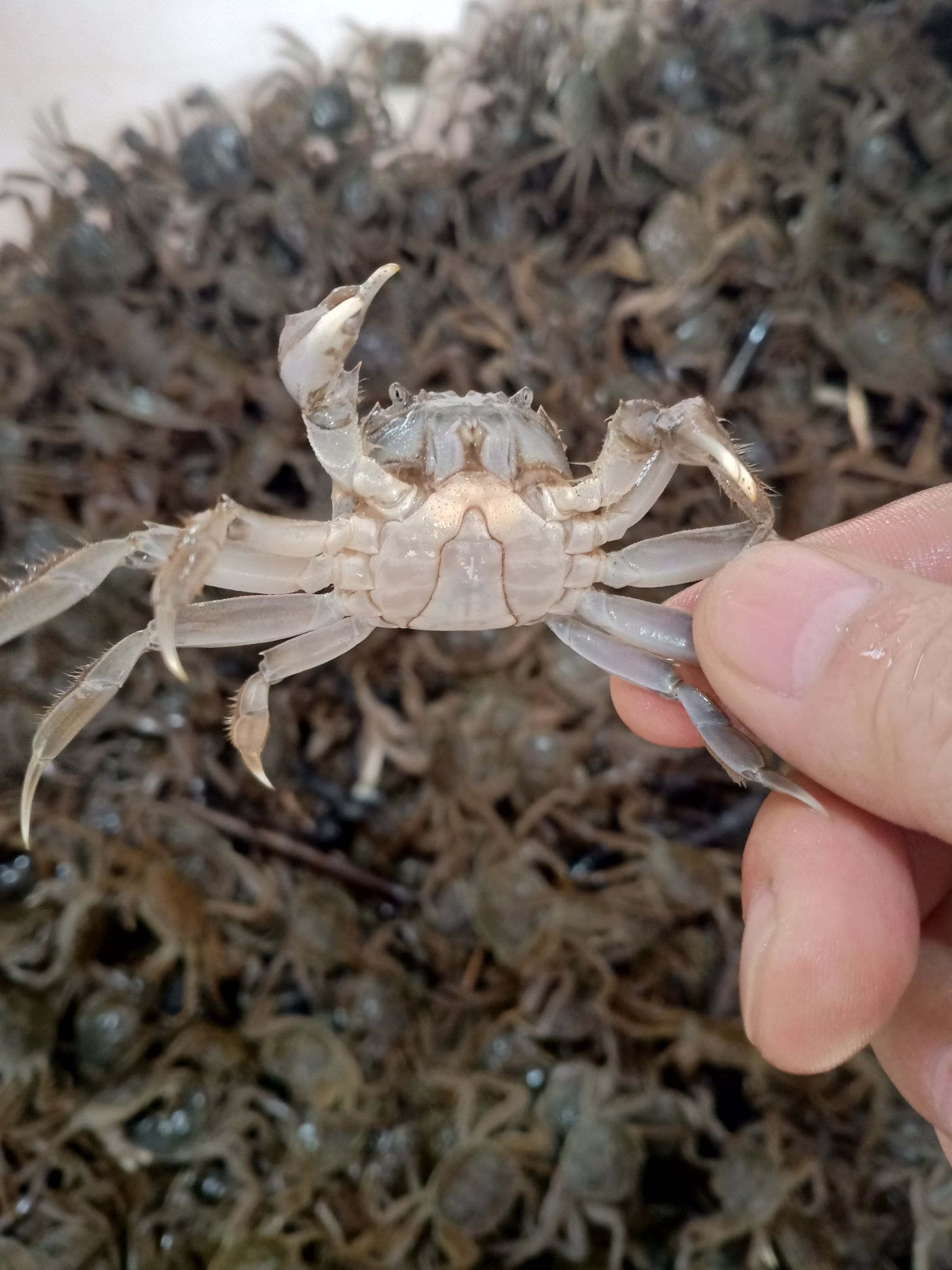  蟹苗河蟹苗大闸蟹蟹苗螃蟹苗产地直供批发