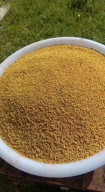 康乐县 花粉 油菜粉 山花粉