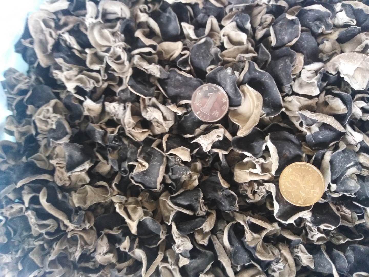 黑木耳  东北特产木耳耳肉厚