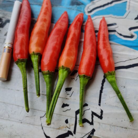 郸城县艳红辣椒  鲜椒，量大，质量好，价格低欢迎采购
