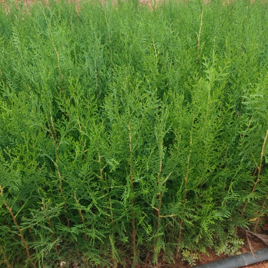 宜良县侧柏 柏柏 本苗圃扁柏葳柏，干香柏，湿地松，旱冬瓜，各种地被苗木花卉等，