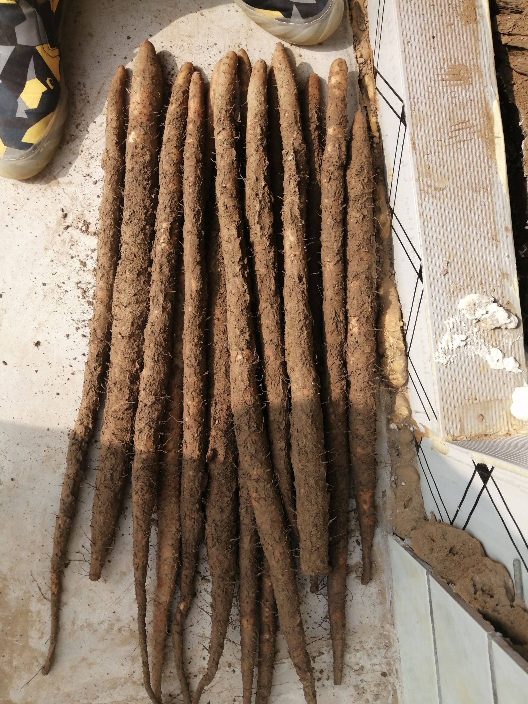 紫山药 水洗紫药