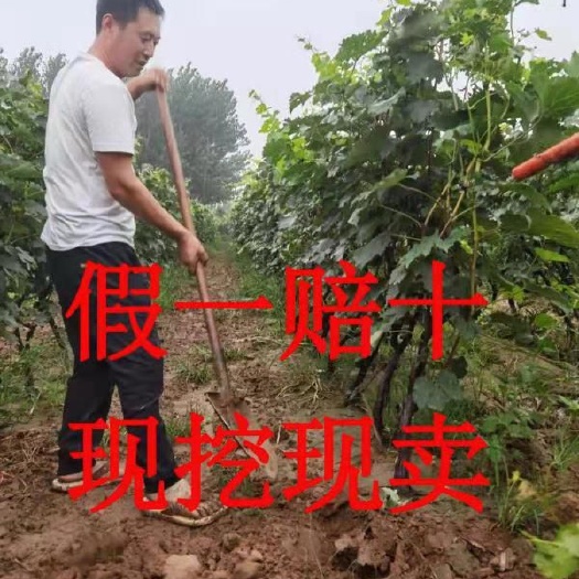 晋州市 我们是专业种植葡萄苗木基地，量大优惠，欢迎实地考察