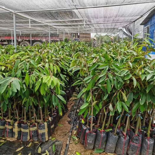 灵山县 芒果苗，大量出售，欢迎购买，