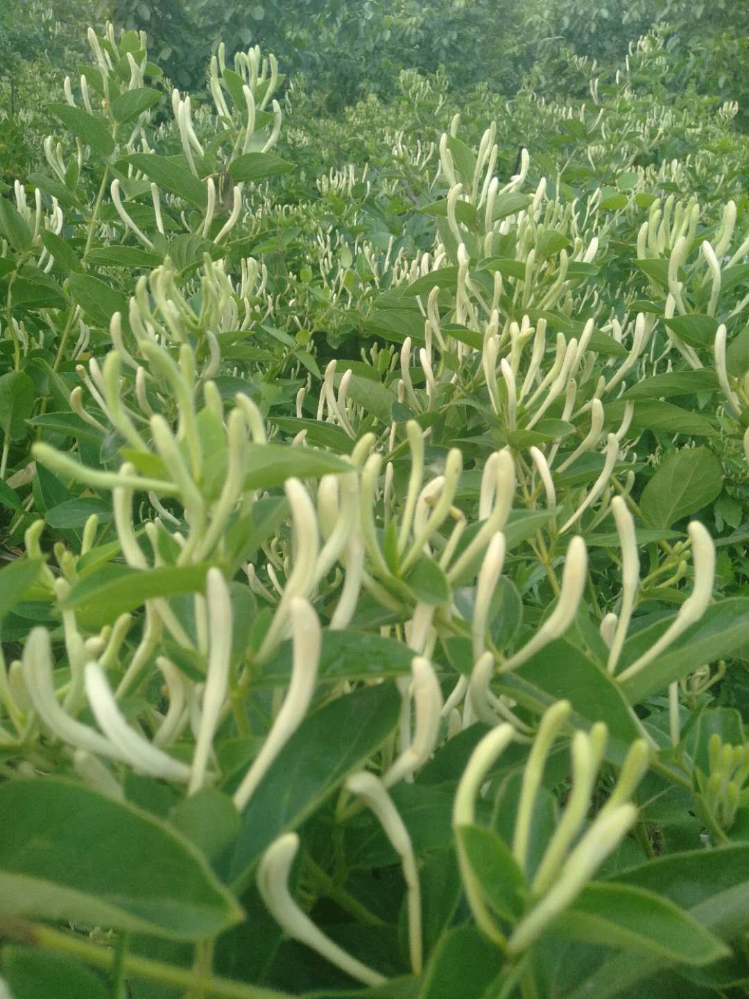 北花一号金银花苗 货真价实