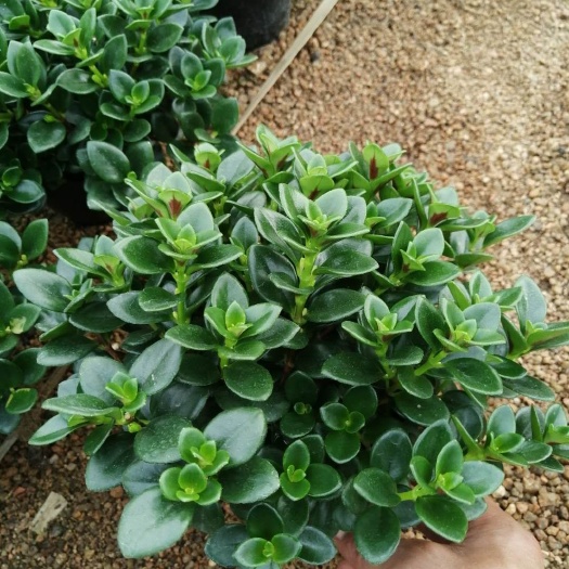 漳平市花金鱼吊兰  黑杯金鱼花低价基地直销