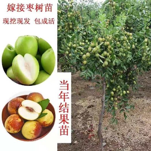 平邑县 冬枣树苗当年结果大红枣葫芦枣树苗视频看货基地直供量大从优