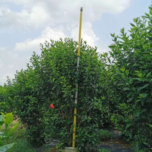 台山市朱槿 1200棵扶桑花