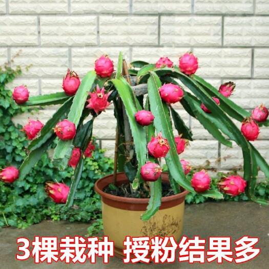 平邑县 红心火龙果苗，当年结果火龙果树苗。视频看货，基地直供
