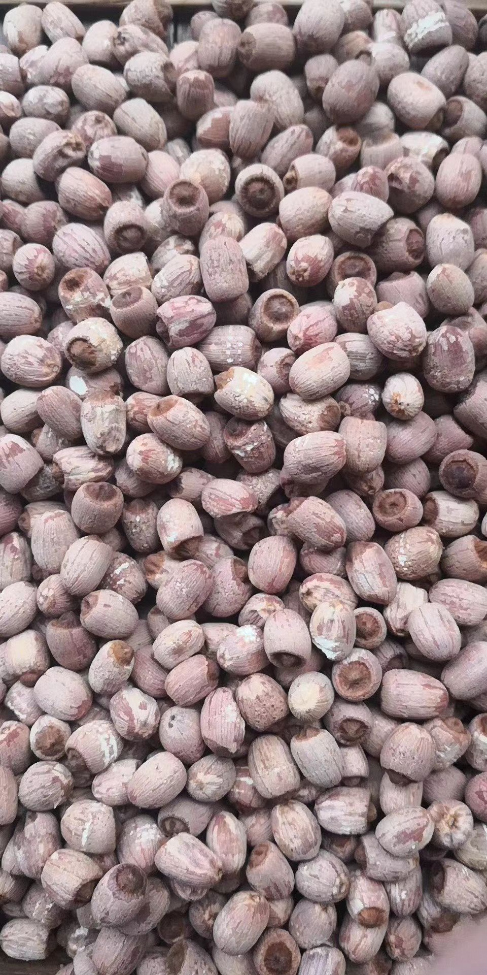  野红莲  泰国红莲  小红莲子