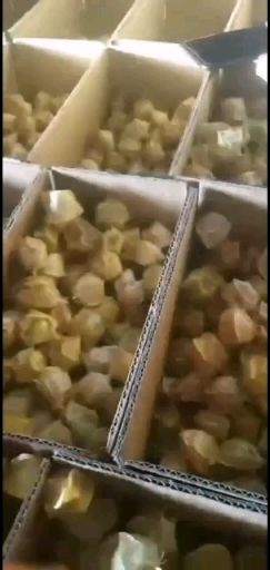  黑龙江特产黄菇娘，