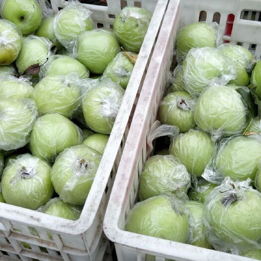 平邑县青苹果  金帅苹果，青皮