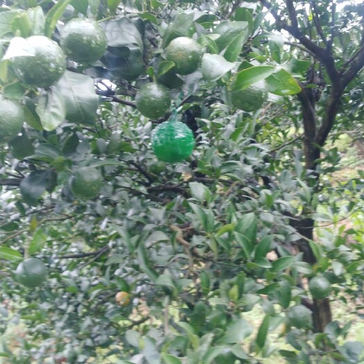 吉首市湘西椪柑 湘西富硒椪柑，味美保健养颜，绿色食品。