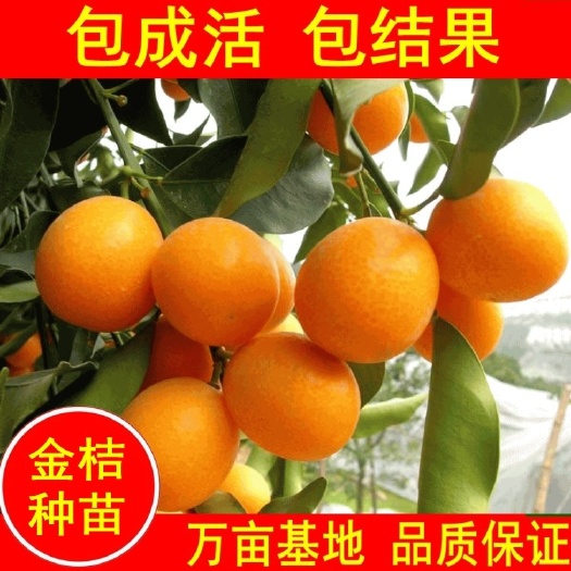平邑县脆皮金桔苗  嫁接金桔树苗，当年结果橘子苗，视频看货，基地直供