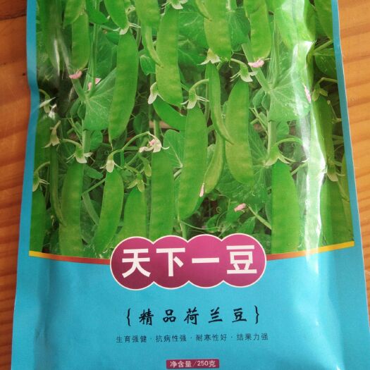 厦门荷兰豆种子  精品荷兰豆  红花双夹矮生品种。丰产性好，抗病性强，耐寒性好